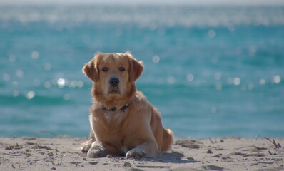 Mi gran amigo Nico disfrutando de la playa.