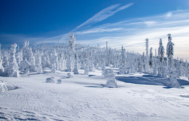 Snowy wonderland in Sumava national park