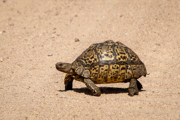 Leopard tortoise