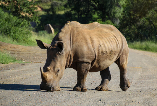 White Rhino