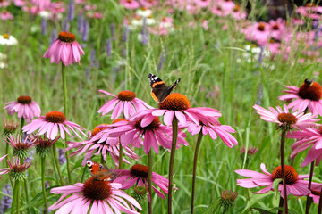 Peacock and red admiral butterflies resting on Echinacea 'Pink Parasol' and Echinacea pallida 'pale purple' in flower