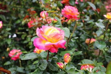 Fototapeta na wymiar Hybrid roses MAYLAND PAPA in the Butchart Garden