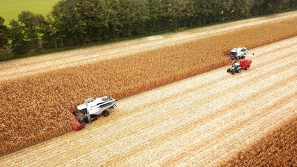 Zwei Maishäcksler und Traktor mit Muldenkipper auf einem Feld bei der Ernte von Mais,...