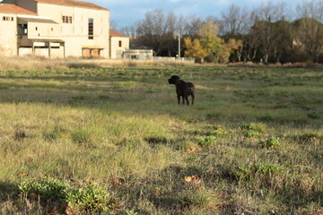 beau cane corso bringer