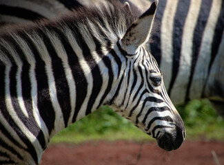 Fototapeta na wymiar Zebra foal head