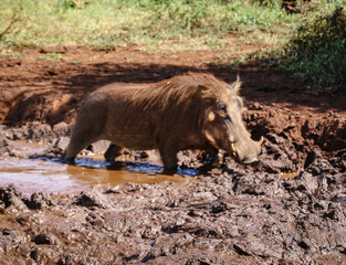 Warthog - Bush Pig
