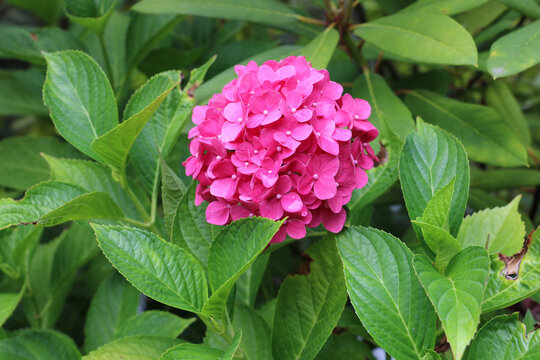 Hydrangea large  leaved Mireille