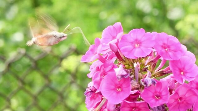 Hummingbird butterfly, hawk-moth hovering over a phlox flowers. 4K UHD video footage 3840X2160.