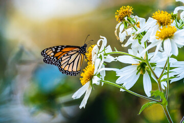 Monarch Butterfly Feeding on Flower