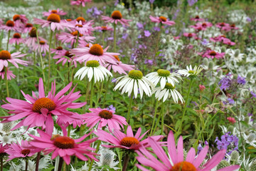 Echinacea 'Pink Parasol' and Echinacea pallida 'pale purple' in flower