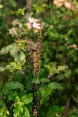 Święta bazylia, zielone zioło w ogrodzie