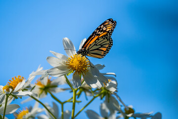 Monarch Butterfly Feeding on Flower