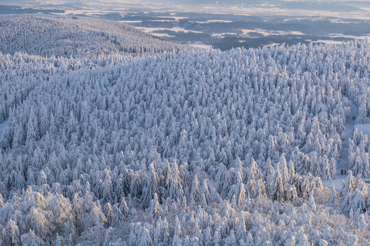 snowy trees in winter blue sky