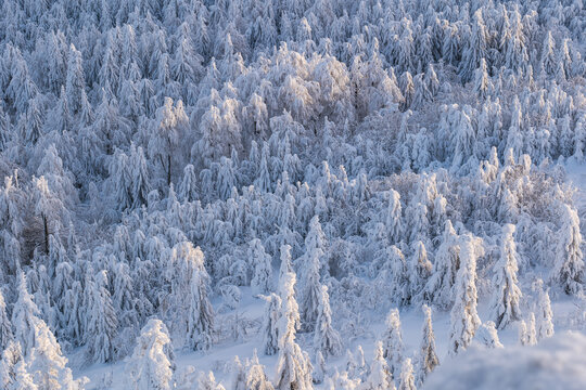 snowy trees in winter blue sky