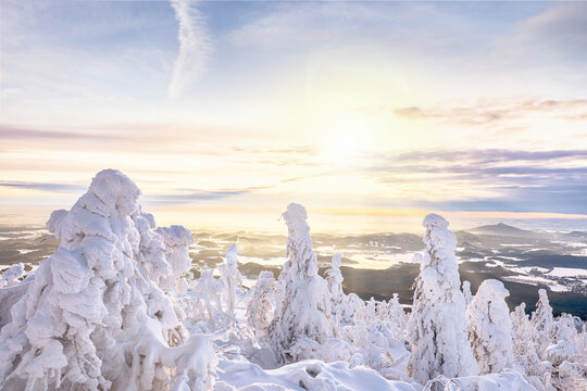 snowy trees in winter sunset