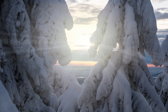 snowy trees in winter sunset