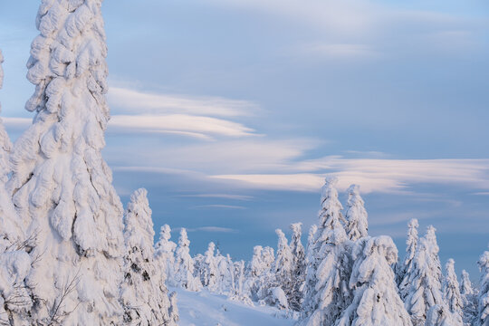 snowy trees in winter blue sky
