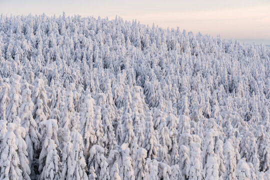 snowy trees in winter blue sky