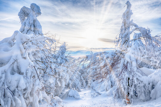snowy trees in winter sunset