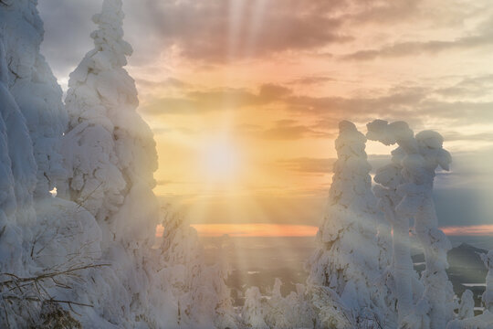 snowy trees in winter sunset