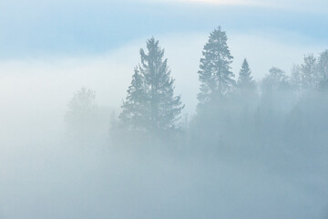 Fog in the mountains, trees silhoettes, natural outdoor background