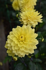 Dahlia jaune au jardin