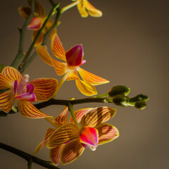 yellow red phalaenopsis indoor 
