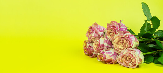 Bouquet of beautiful pink-white roses.
