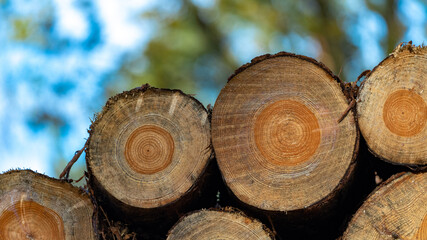 Stacked timber logs in woodland scene