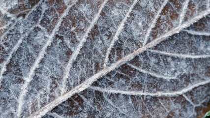 Closeup of a frosty autumn leaf