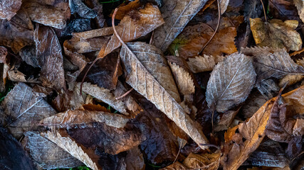 Frosty Autumn leaves on the ground