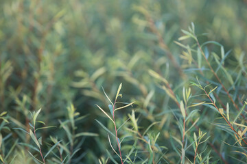 Blurred background, branches with green leaves in the park
