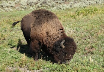 American Bison (Bison bison) bull grazing in Yellowstone National Park, Wyoming