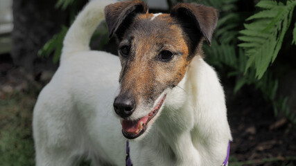 Smooth Fox Terrier 