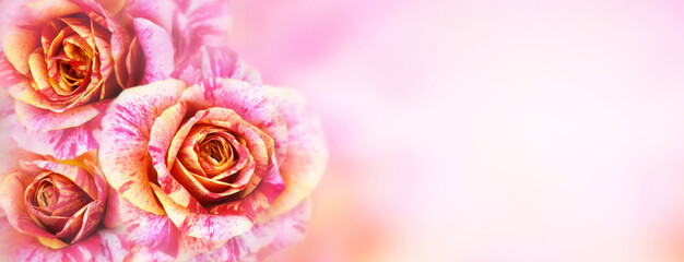 Beautiful rose roses flowers composition with copy 
 space place for text spring summer concept Birthday Mother  Valentines Women  Wedding Day
