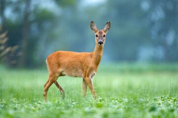Female roe deer standing in a field