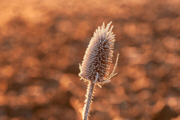 Frost covered dipsacus (Wild teasel) back list by warm morning winter sun