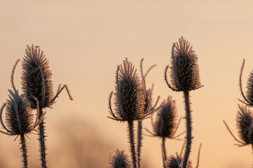 Frost covered dipsacus plants (Wild teasel) back list by warm morning winter sun