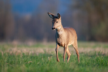 Wild female roee deer walking across the field