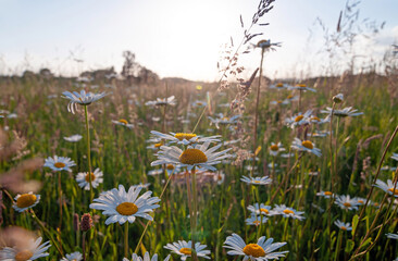 Obraz premium Close up photo of wild daisies growing in a field
