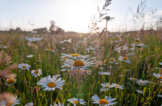 Close up photo of wild daisies growing in a field