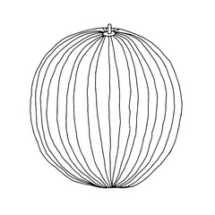 Vector outline illustration of one sphere fresh watermelon with isolated on a white background