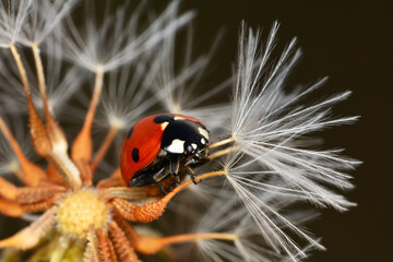 Fototapeta premium Extreme macro shots, Beautiful ladybug on flower leaf defocused background.