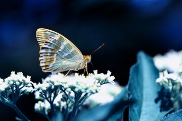 Macro shots, Beautiful nature scene. Closeup beautiful butterfly sitting on the flower in a summer garden.