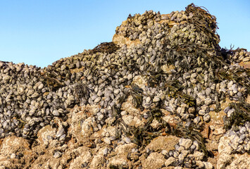 Close up of a natural bed of saltwater Mussels (Mytilus edulis) on rocks in an intertidal zone. Bivalves and habitat encrusted with barnacles (Balanidae). Landscape image with selective focus. UK - 471895269