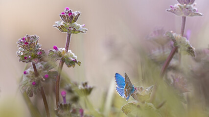 Adonis blue butterfly against meadow background close-up macro. Beautiful spring - summer nature wallpaper with space for text. Cool image of morning nature.