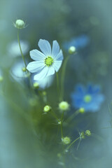 Piękny kwiat kosmos onętek na letniej, naturalistycznej kwiatowej rabacie. Kwitnące, ozdobne...
