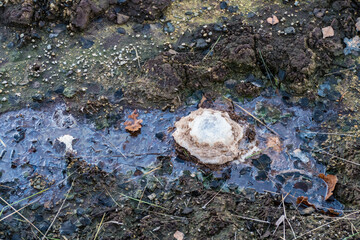 vulcanic mud geysers reservation soos in western bohemia