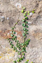 Ivy growing on a stone wall, foliage
