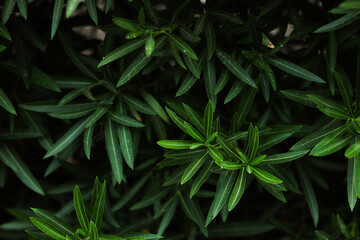 Tropical palm leave. Close up green palm leaf texture. Green palm leaf pattern texture abstract background. Space for graphic design tropical summer concept.